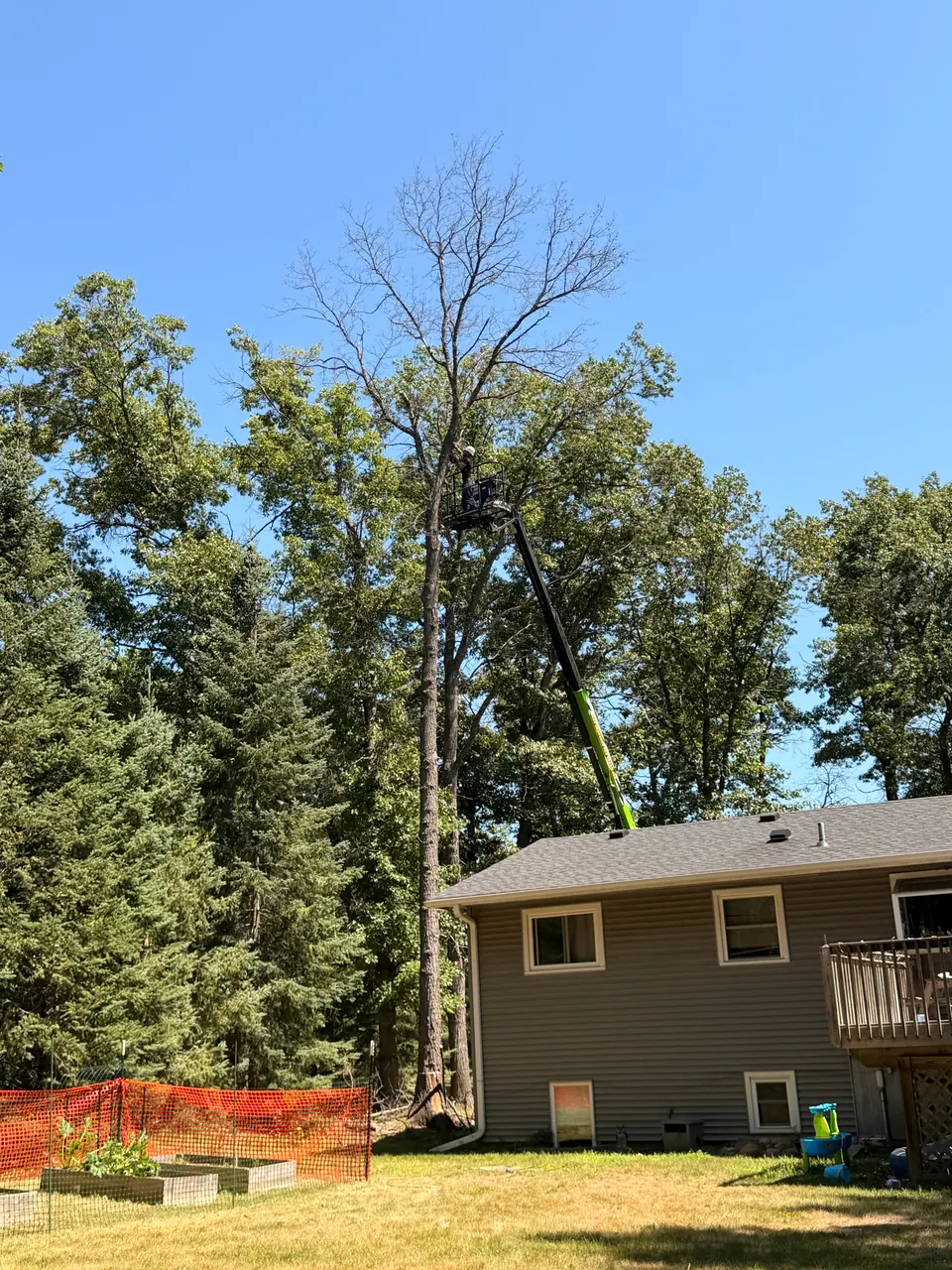 Tall trees beside a house, with the work area coned off for removal